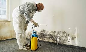 Mold Odor Removal Services in San Castle, FL